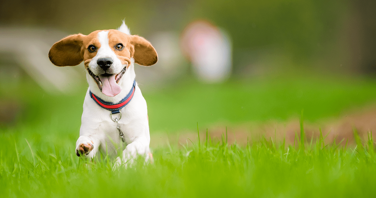 Linha para Cães