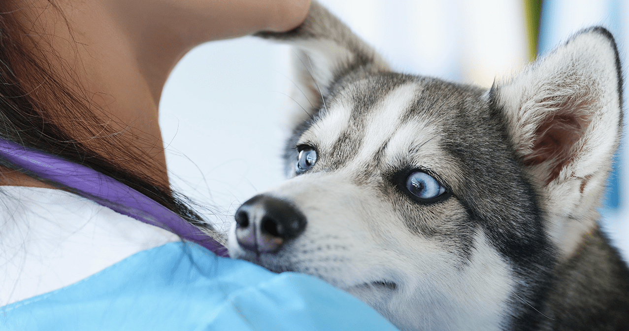 Linha para Veterinários 